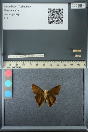 Media type: image;   Entomology 186787